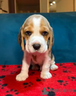 Дополнительные фото: Продажа очаровательных щенков бигля