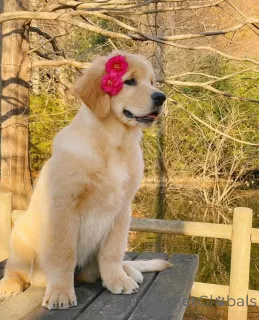 Фото №1.  - купить в Плохой Зурзах за 44934₽. Объявление №161161