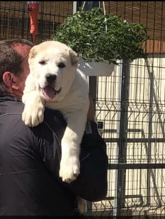 Дополнительные фото: Щенки САО( Puppies Central Asian shepherd.)