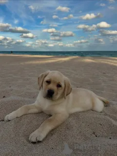 Фото №1. лабрадор-ретривер - купить в Ниже за 46731₽. Объявление №164564