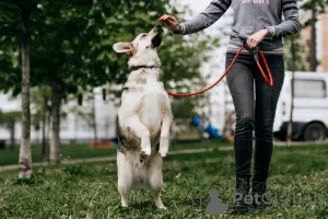 Фото №3. Ищет дом плюшевый медвежонок Бэйли!.  Россия