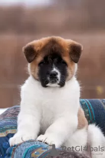 Дополнительные фото: Puppy American Akita