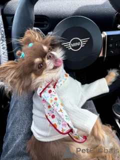 Фото №1. чихуахуа - купить в Мойковак за 60299₽. Объявление №152215