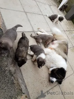 Дополнительные фото: Щенки кавказской овчарки