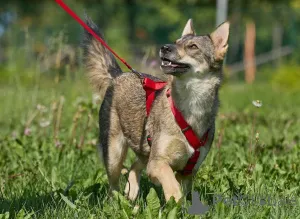Дополнительные фото: Леди собака, с которой легко и спокойно.
