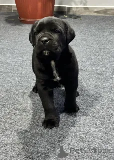 Дополнительные фото: Кане Корсо (самка)