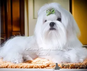 Фото №3. Неперршевеені цуценя мальтезе, корейці, FCI.  Украина