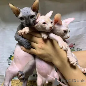 Фото №1. канадский сфинкс - купить в Алкен за 32468₽. Объявление №147313