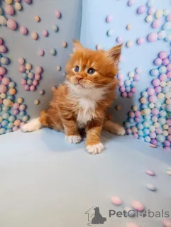 Фото №2 к объявлению №161027 о продаже мейн-кун - купить в России частное объявление