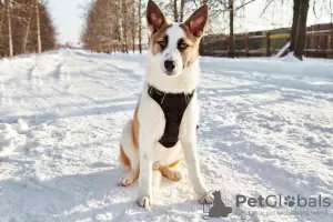 Фото №3. Щеночки ждут именно вас, ответственных, любящих..  Россия