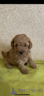 Дополнительные фото: Очаровательные щенки пуделя