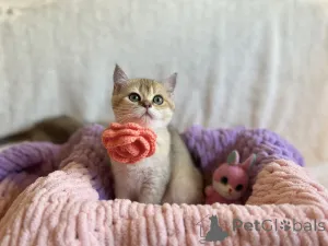 Дополнительные фото: Очаровательные котята Scottish Kilt Straight