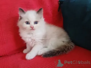 Фото №3. Предлагается котенок Рэгдолл, мальчик.. Финляндия