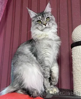 Дополнительные фото: Мейн-кун