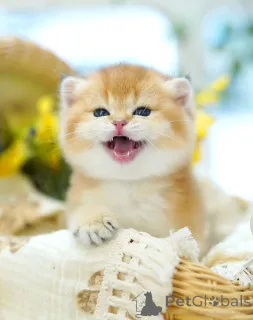 Дополнительные фото: Британский короткошерстный котенок, девочка