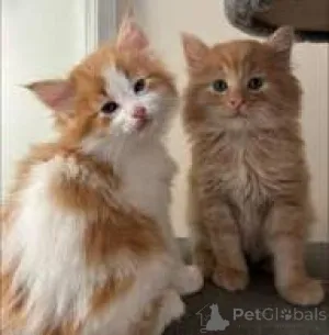 Фото №1. норвежская лесная - купить в Брюсселе за 46384₽. Объявление №166607