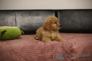 Дополнительные фото: ЗОЛОТОЙ РЕТРИВЕР-золотистые и темно-золотые щенки, ZKwP, после чемпионов,