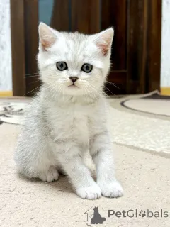 Фото №2 к объявлению №164179 о продаже шотландская (скоттиш страйт) - купить в Беларуси заводчик