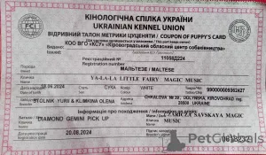Дополнительные фото: В звязку з відїздом за кордон терміново продається мальтезе клуб КСУ FCI