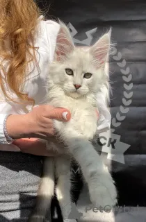 Фото №4. Продам мейн-куна в Нью-Йорке из питомника - цена договорная