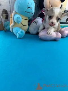 Дополнительные фото: Szczenięta чихуахуа Чашка do adopcji