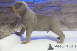 Дополнительные фото: Щенок питбуля лилового триколора