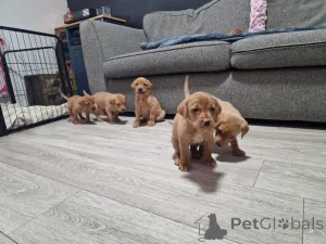 Фото №1. лабрадор-ретривер - купить в Луны-лез-сины за договорная. Объявление №166992