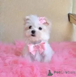 Фото №1.  - купить в Vienna за 27830₽. Объявление №143874