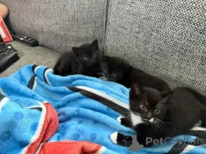 Фото №1. бурмилла короткошёрстная - купить в Ганн. Мунден за Бесплатно. Объявление №145304