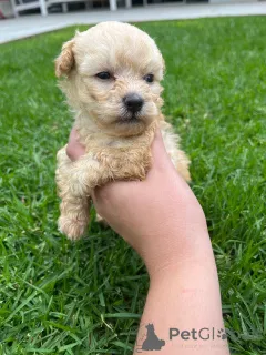 Фото №1. мальтипу - купить в Плохой Вильбел за договорная. Объявление №166149