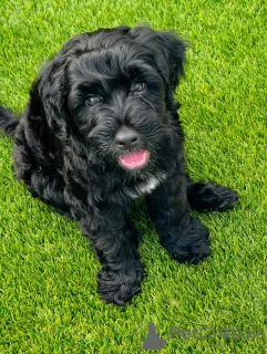 Фото №2 к объявлению №157342 о продаже португальскую водяную собаку - купить в Германии частное объявление, заводчик