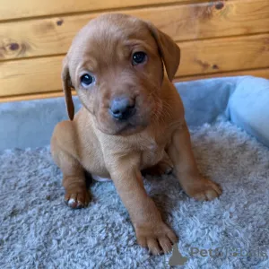 Фото №2 к объявлению №163938 о продаже лабрадор-ретривера - купить в Великобритании частное объявление