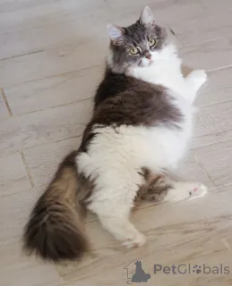 Дополнительные фото: Мудрая Плюша в добрые руки.