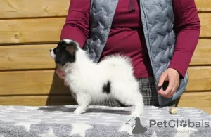 Дополнительные фото: Papillon puppy