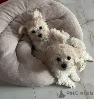 Фото №1. бишон фризе - купить в Гамбург за 32468₽. Объявление №167470