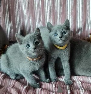 Фото №1. рэгдолл - купить в Regensdorf за 32468₽. Объявление №151639