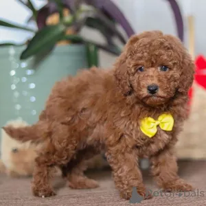 Фото №2 к объявлению №161022 о продаже цвергпинчера - купить в Великобритании частное объявление