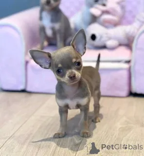 Фото №3. Teacup-Chihuahua Zur Усыновление.  Германия