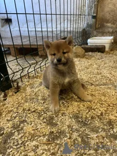 Дополнительные фото: Шиба Ину, отличные щенки