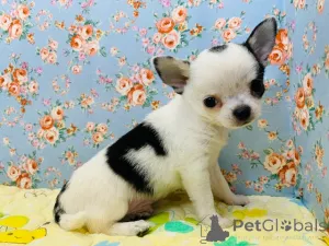 Фото №1. чихуахуа - купить в Friggesby за договорная. Объявление №162478