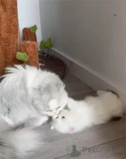 Фото №1. манчкин - купить в Что за 32468₽. Объявление №153197