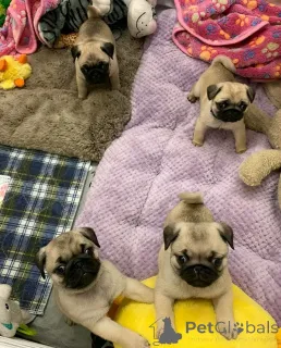 Фото №1. мопс - купить в Хельсинки за 41745₽. Объявление №161020