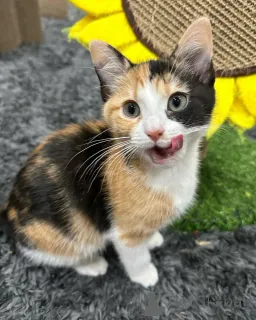 Фото №3. Домашние кошки. Германия