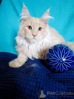 Дополнительные фото: Шикарные котята мальчики