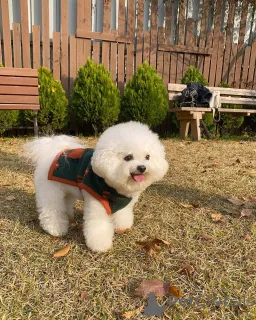 Фото №4. Продажа мальтийскую болонку в Берлине частное объявление, из приюта - цена 51022₽