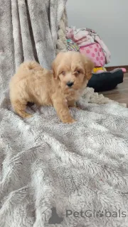 Фото №3. Maltipoo-Welpen zu vermitteln..  Германия