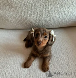 Фото №1. такса - купить в Амберг за договорная. Объявление №148396