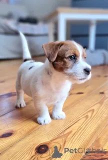 Фото №3. Джек Рассел Велпен.  Германия