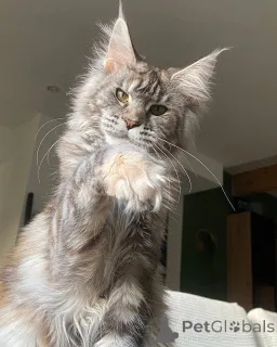 Дополнительные фото: Котенок мейнкун