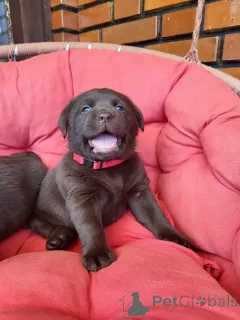 Дополнительные фото: Щенки коричневого лабрадора